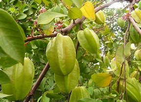 Star Fruit - Carambola